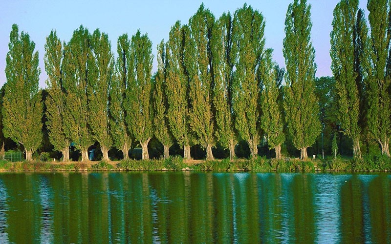 Álamo piramidal a lo largo del río.