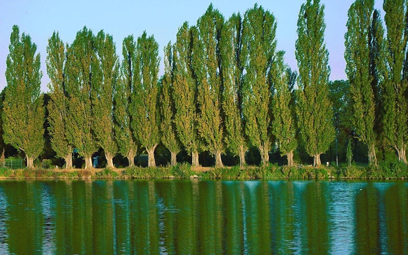 Álamo piramidal a lo largo del río.