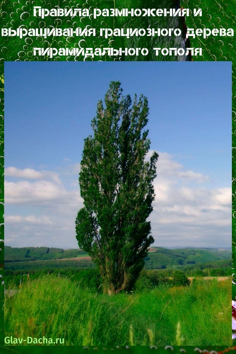 Álamo de Lombardía