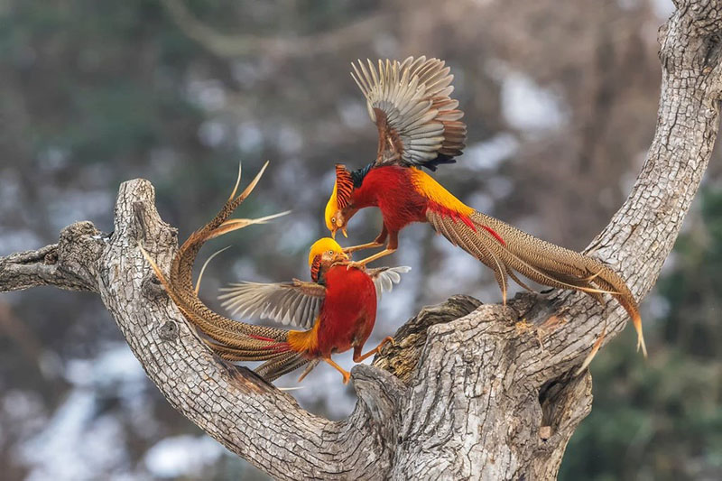 hermoso pájaro brillante faisán dorado