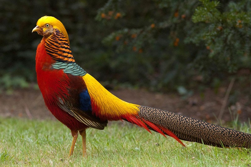 hermoso pájaro faisán dorado