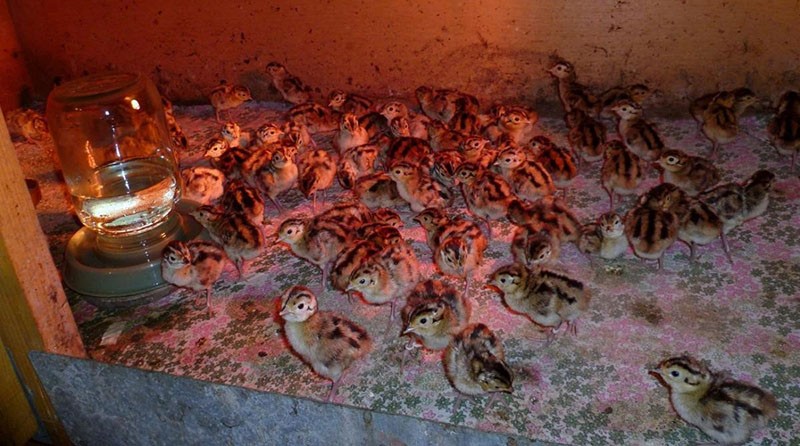 poussins de la phase dorée de l'incubateur