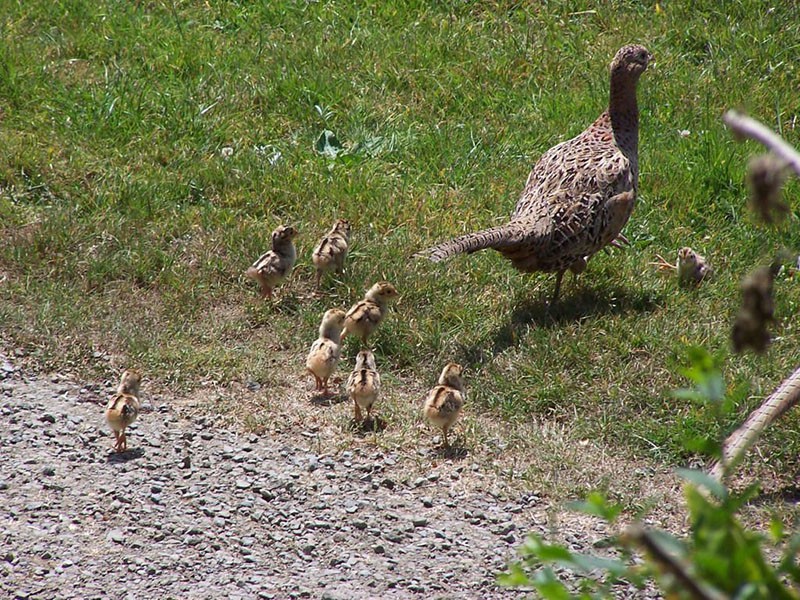 faisan doré femelle avec des poussins à l'état sauvage