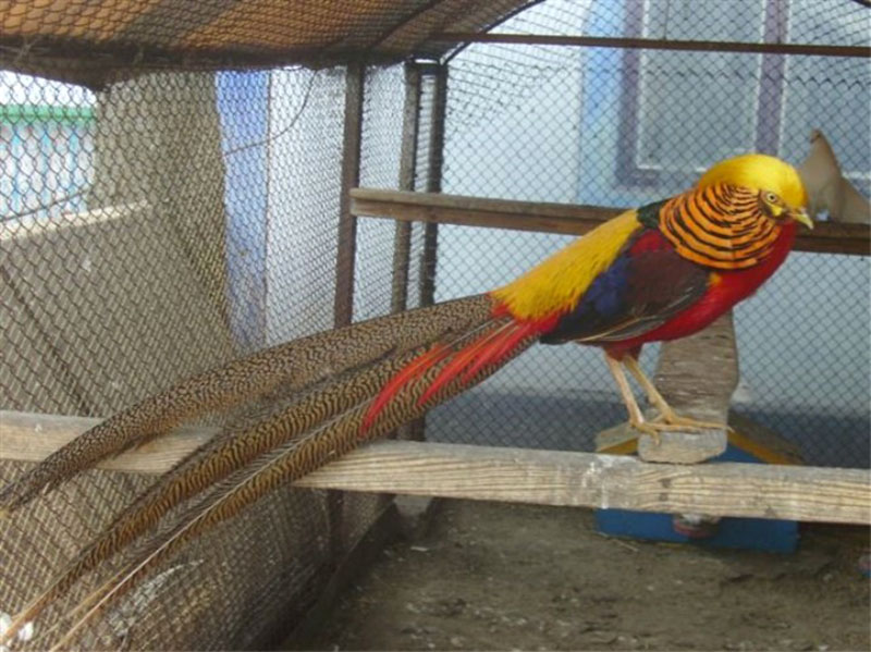 perchoir d'oiseau