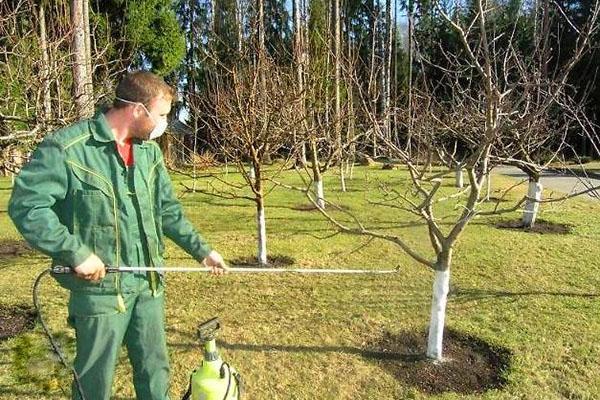 tratamiento de membrillo contra enfermedades