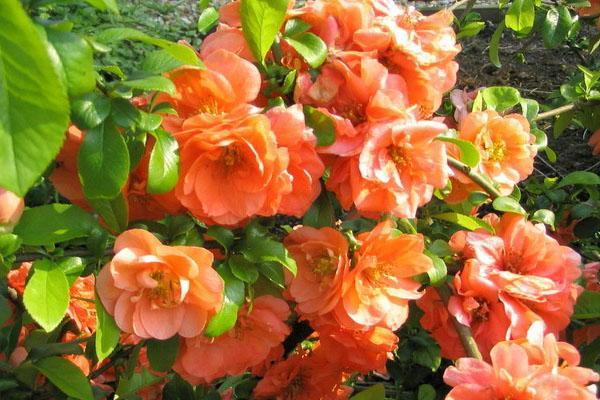 henomeles en flor