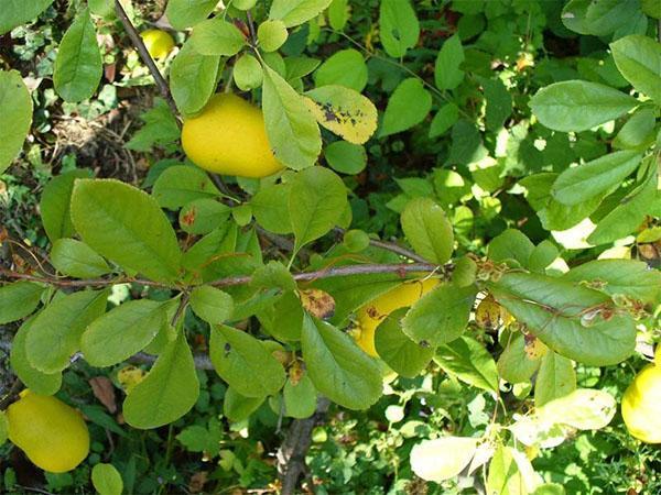 Fruta de membrillo japonés