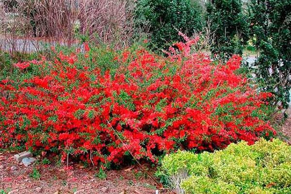 sitio de plantación de membrillo japonés