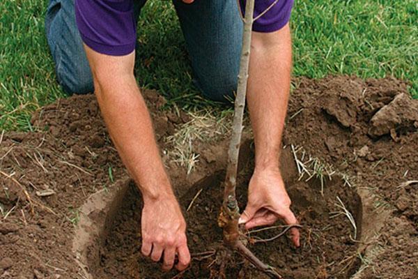 reglas de plantación de plántulas
