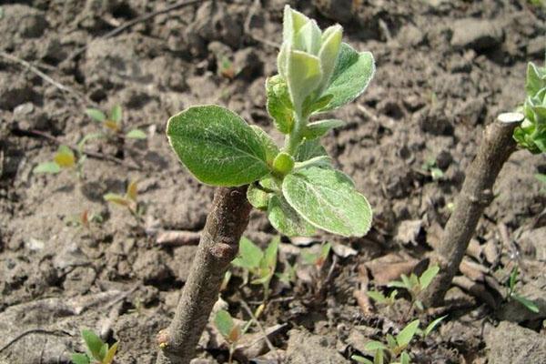 cultivo de esquejes de membrillo