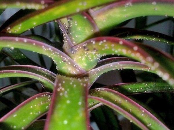 La aparición de un insecto de escamas en dracaena puede provocar la muerte de la planta.