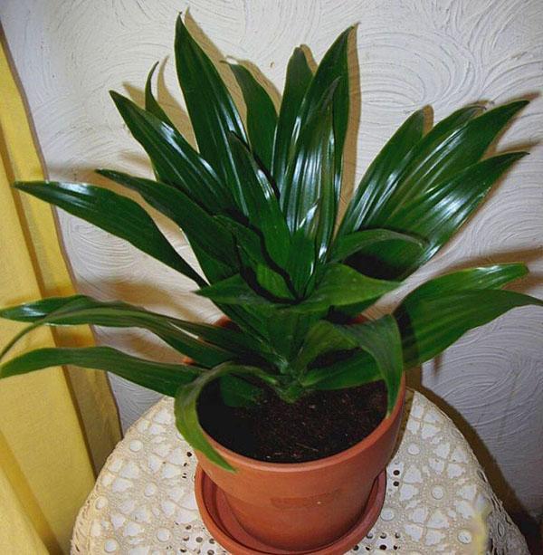 La plante dracaena n'aime pas une température trop élevée