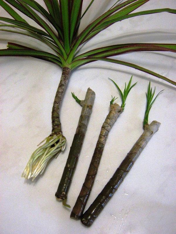El tallo de dracaena cortado se utiliza para la propagación de plantas.