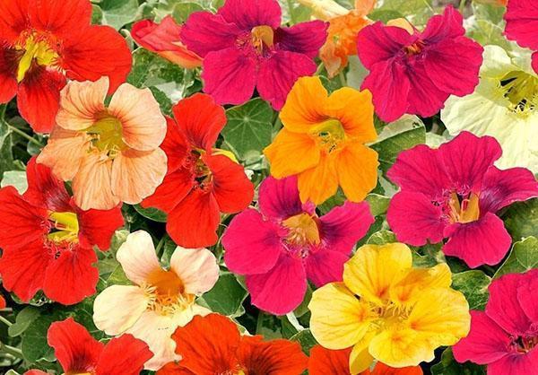 capucine en fleurs