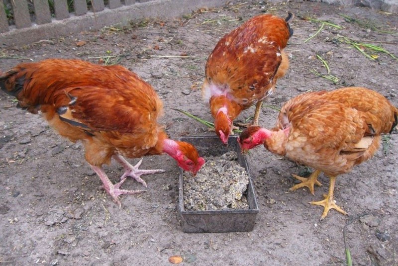 iluminación en el gallinero