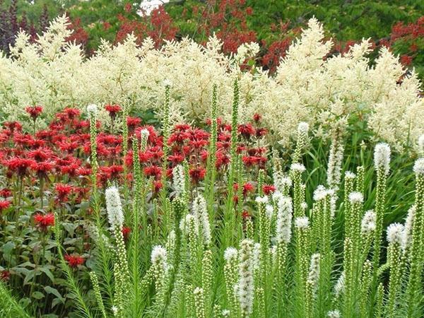 fleurs sur le fond de Volzhanka