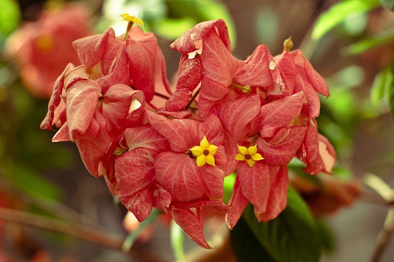 inflorescences racémeuses