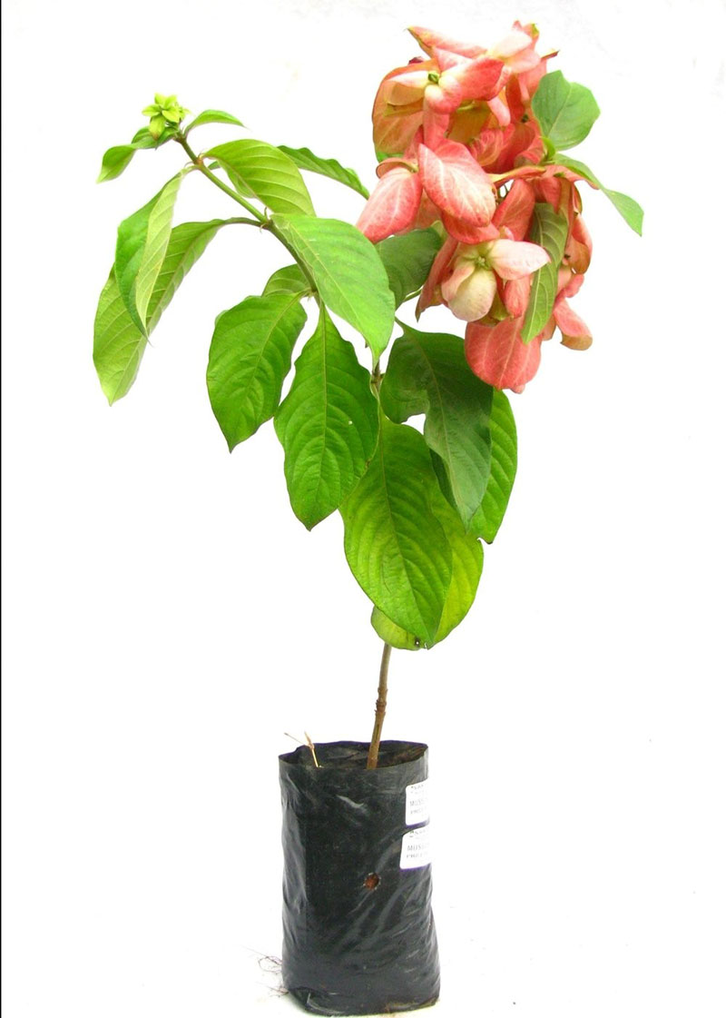 arbrisseau mussenda