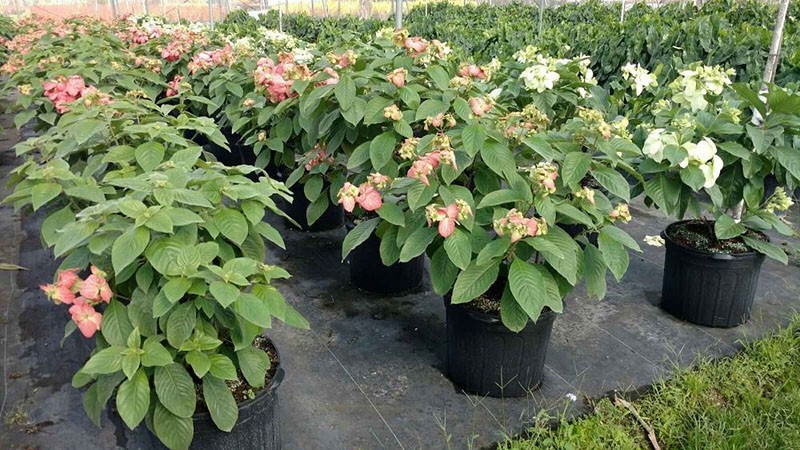 mussenda exotique en pots