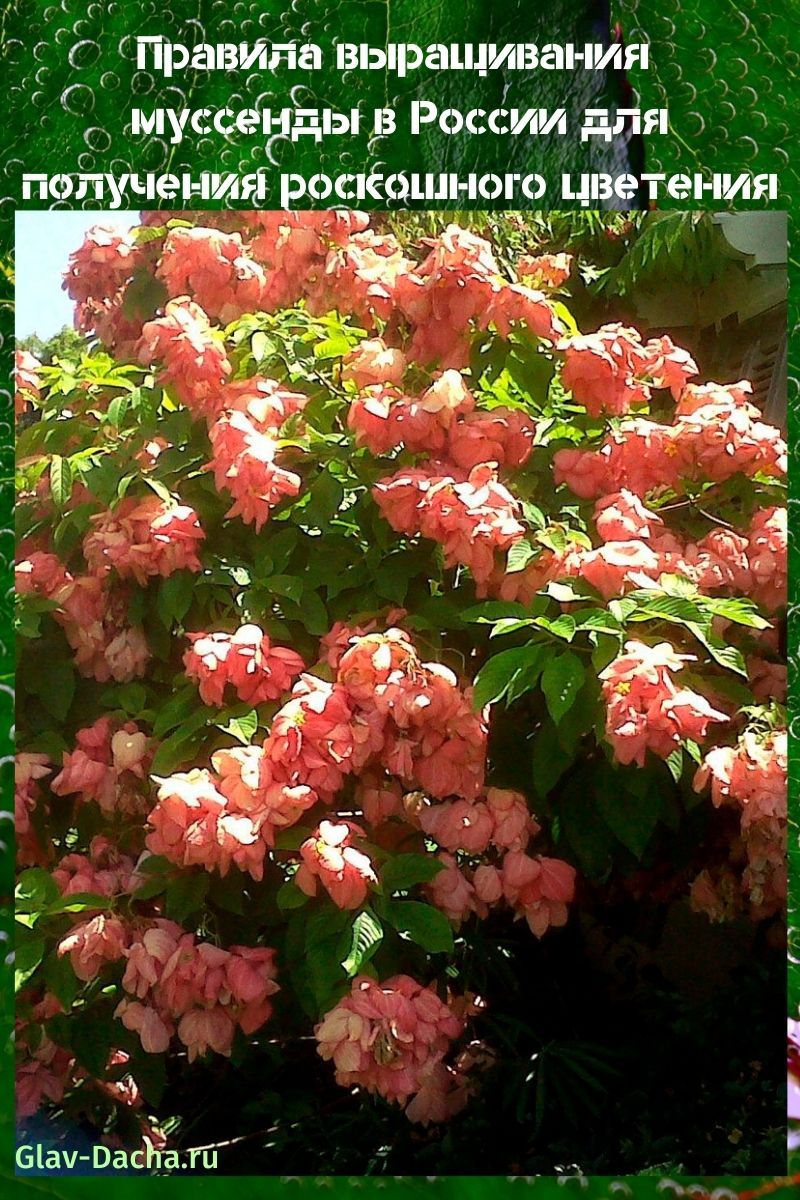 culture de la mussenda en Russie