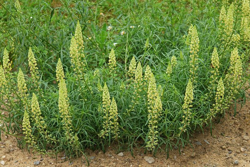 fleurs de mignonette