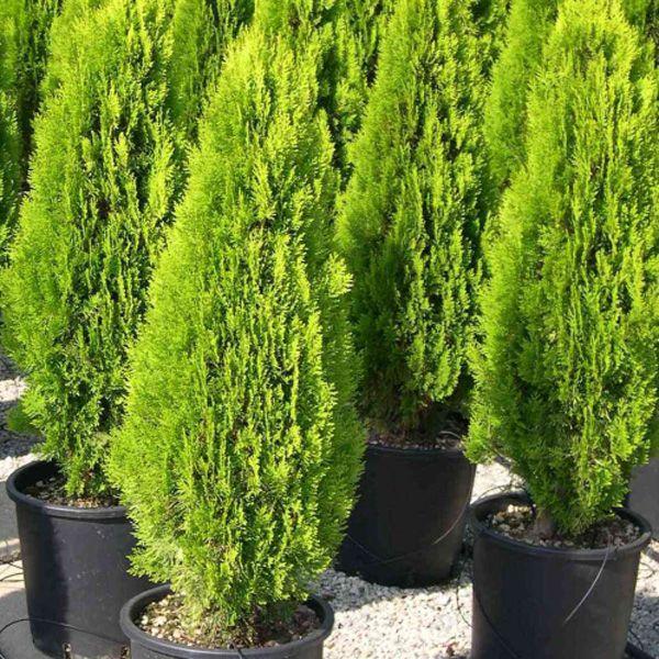 thuja pyramidalis aurea