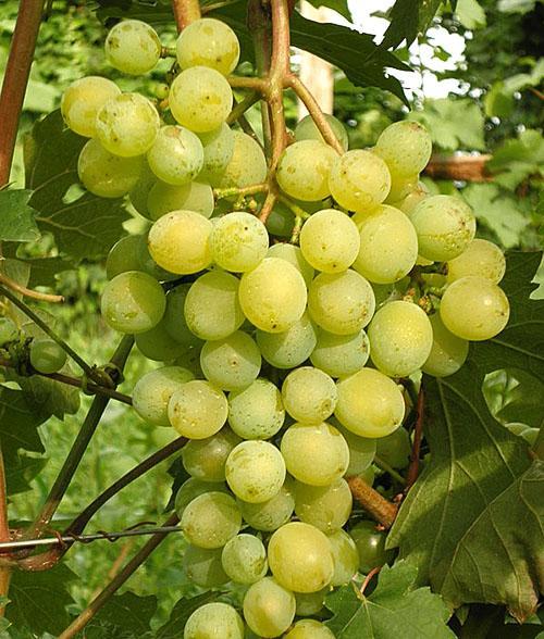 Variedad Severny temprano