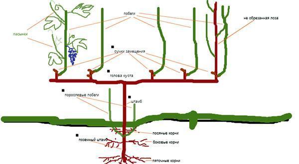 La estructura del arbusto de uva.