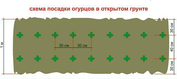 schéma pour planter des concombres dans le jardin