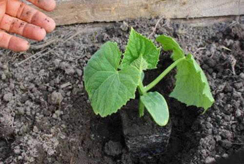 planter des semis de concombres