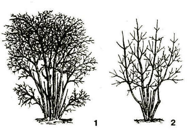 préparer le chèvrefeuille pour la fructification