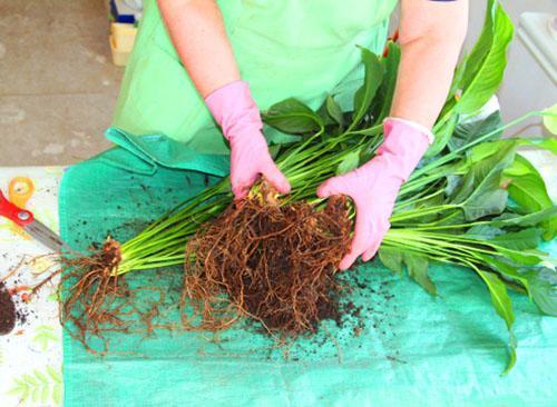 Después del trasplante, la planta florecerá aún más abundantemente.