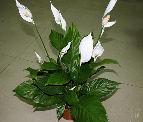 Spathiphyllum de plantas de interior