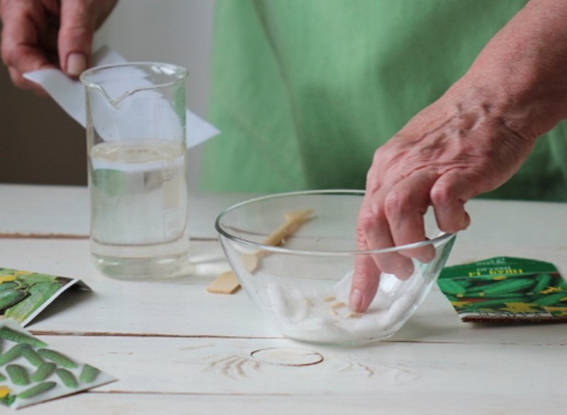 cómo remojar las semillas de pepino antes de plantar