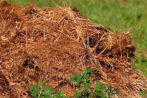 nourrir les groseilles avec du fumier