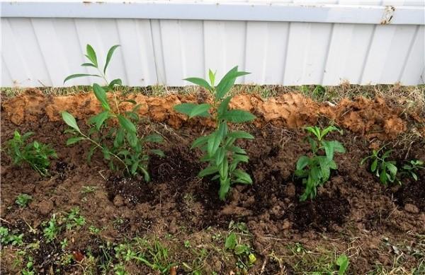 planter du phlox