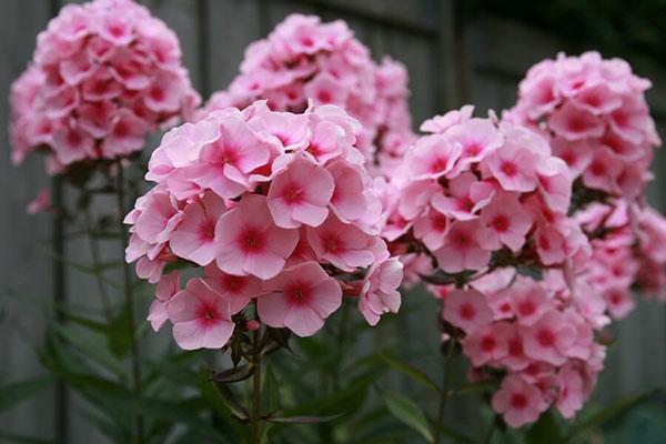 phlox rose