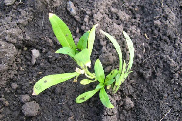 plantar phlox en campo abierto