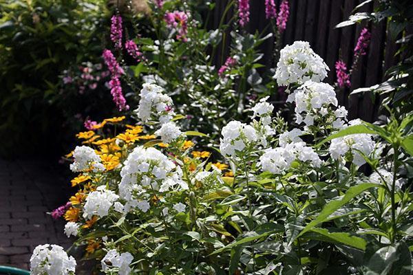 fleur de phlox blanc