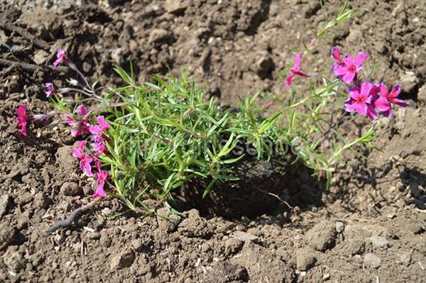 sol pour phlox