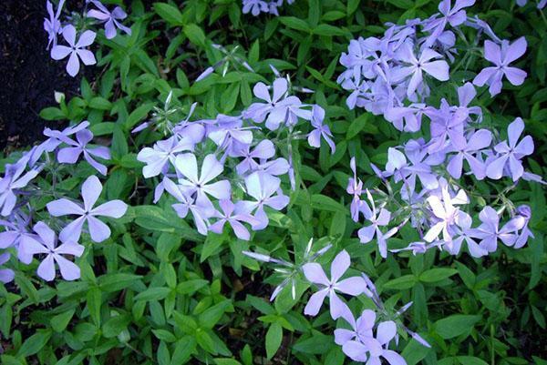 phlox bleu doux