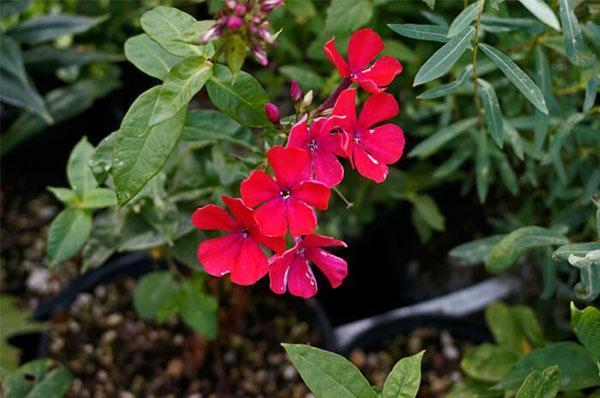 le phlox paniculé a fleuri