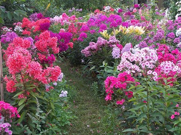 flox floreciente en el campo