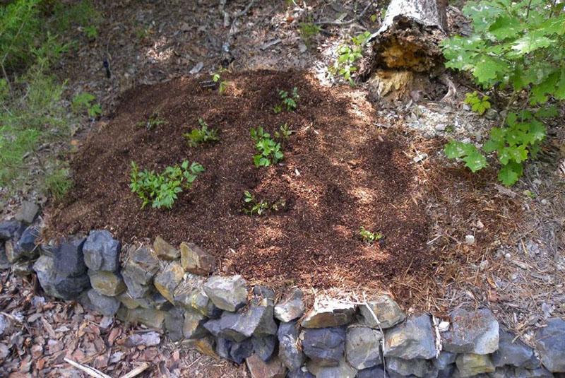 paillage des plantations d'astilbes