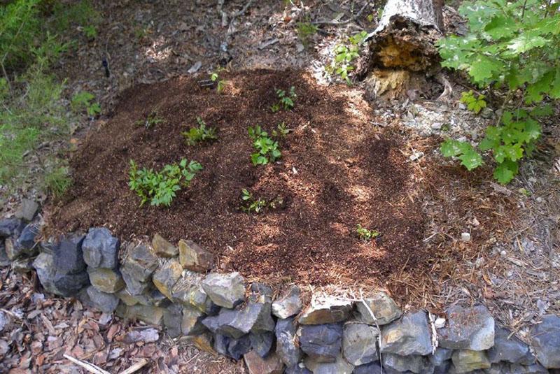 acolchado de plantaciones de astilba