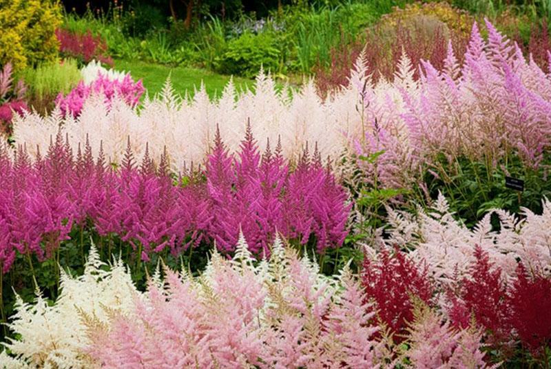 Astilba fleurit magnifiquement