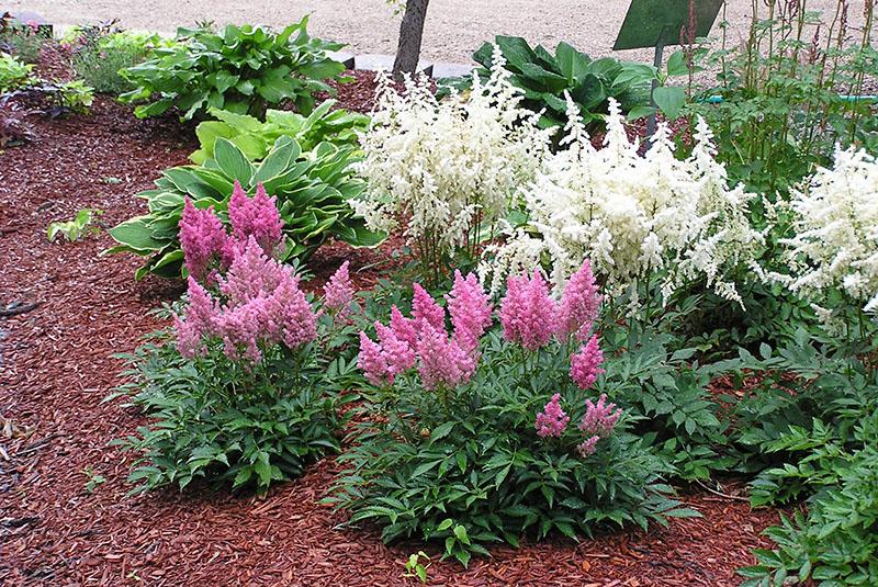 planter et entretenir l'astilba en plein champ