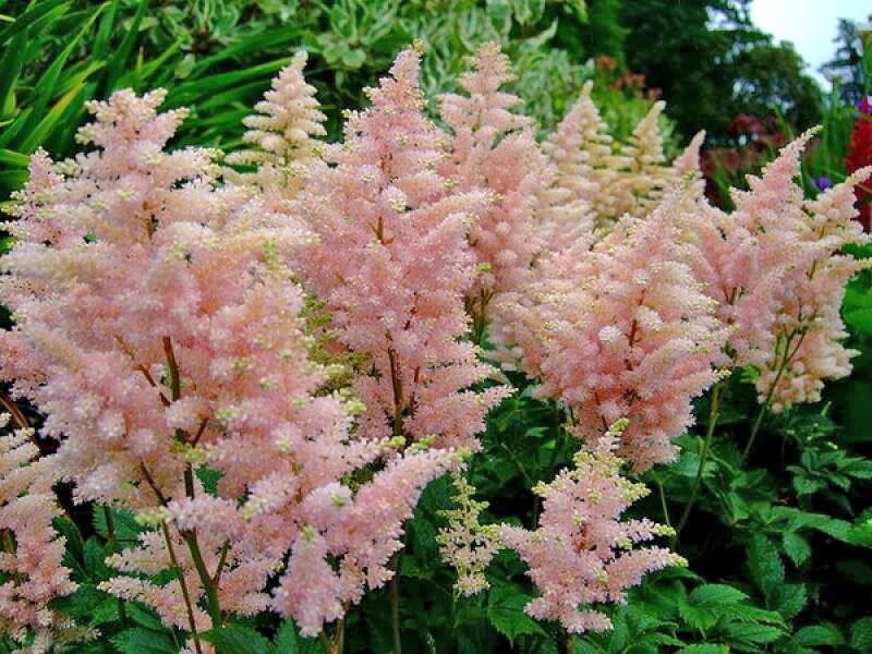 paniquer astilbe