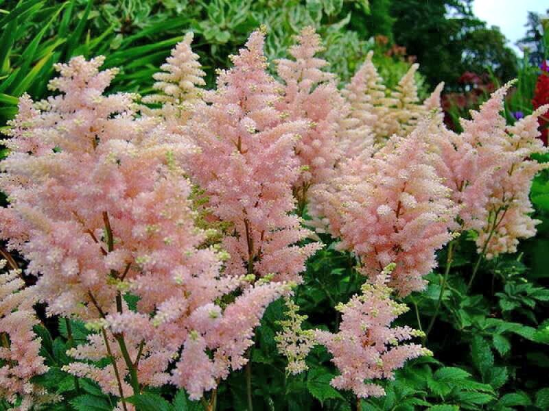 astilbe paniculado