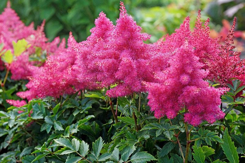 Astilbe piramidal